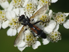 Cylindromyia interrupta