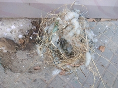 Pitangus sulphuratus