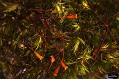 Sematophyllum adnatum