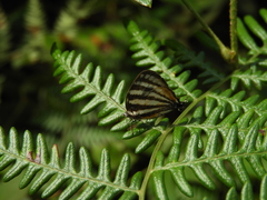 Arawacus lincoides