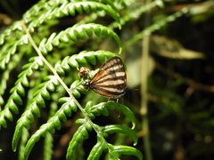 Arawacus lincoides