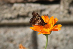 Catasticta nimbice