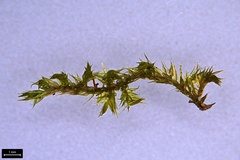 Sematophyllum adnatum