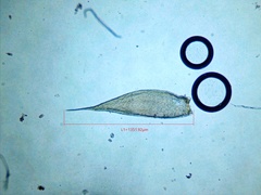 Sematophyllum adnatum