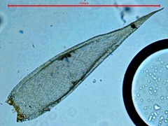 Sematophyllum adnatum