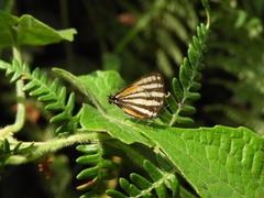 Arawacus lincoides