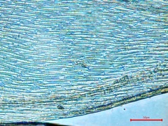 Sematophyllum adnatum