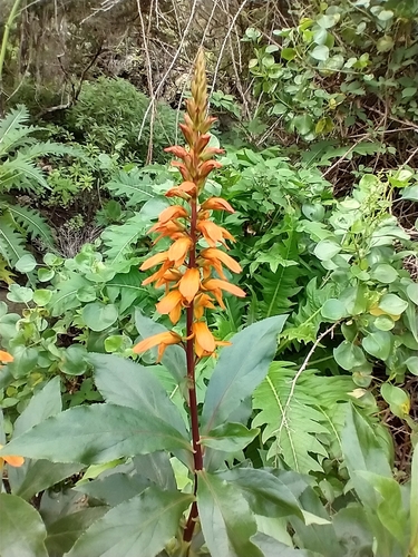 Image of Digitalis canariensis by (c) Mustapha, some rights reserved (CC BY)