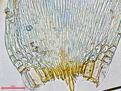 Sematophyllum adnatum