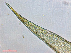 Sematophyllum adnatum