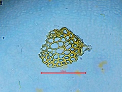 Sematophyllum adnatum