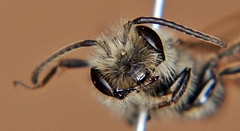 Andrena vicina