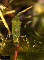 Sematophyllum adnatum