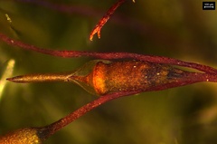 Sematophyllum adnatum