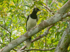 Cyanocorax cyanopogon