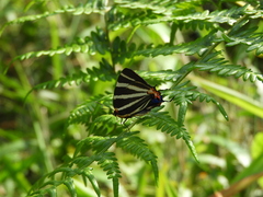 Panthiades bathildis