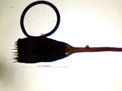 Sematophyllum adnatum
