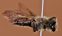 Andrena vicina