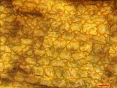Sematophyllum adnatum