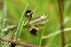 Iris tuberosa