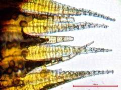 Sematophyllum adnatum