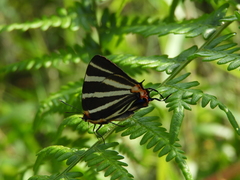 Panthiades bathildis
