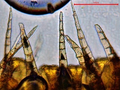 Sematophyllum adnatum
