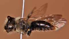 Andrena vicina