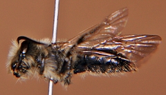 Andrena vicina
