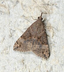 Hypena obsitalis