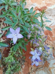 Campanula versicolor tenorei