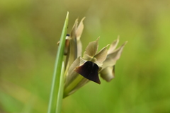 Iris tuberosa