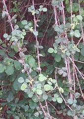 Rubus creticus