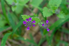 Glandularia canadensis
