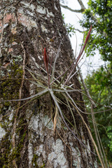 Tillandsia schiedeana