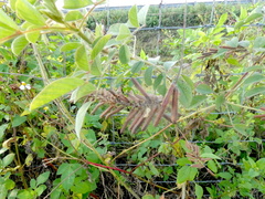 Indigofera hirsuta