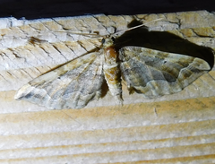 Pelurga comitata