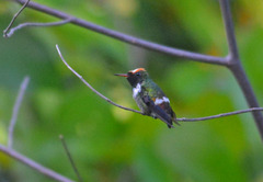 Lophornis gouldii