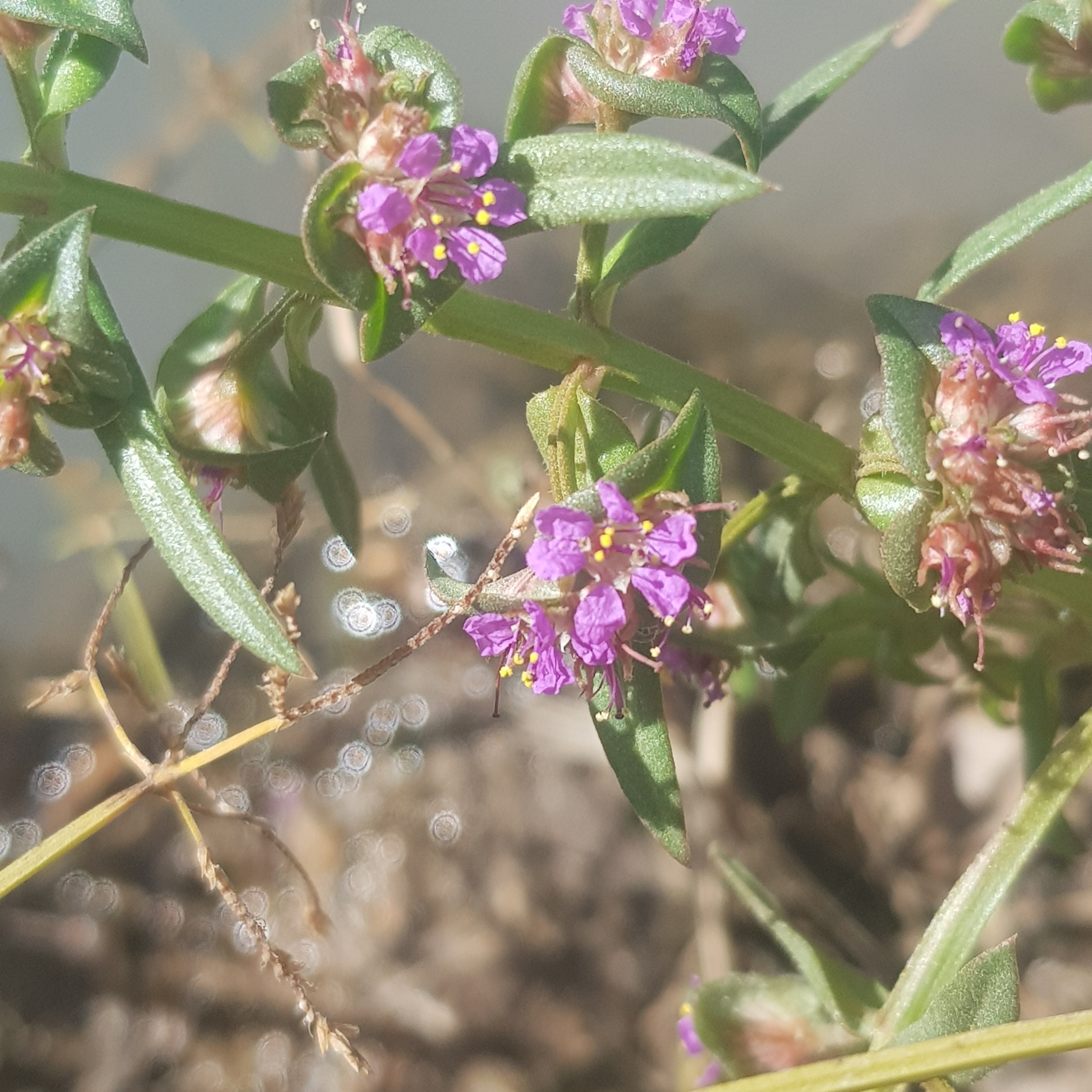 Ammannia senegalensis