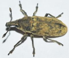 Trachydemus rugosus