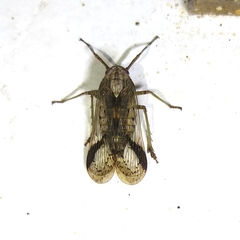 Cladodipterini