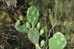 Opuntia rioplatense