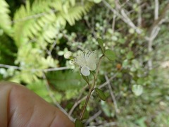 Neomyrtus pedunculata