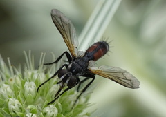 Cylindromyia interrupta