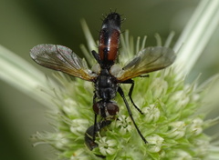 Cylindromyia interrupta