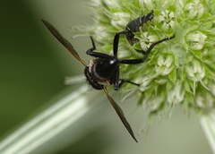 Cylindromyia interrupta