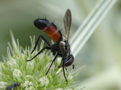 Cylindromyia interrupta