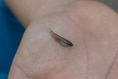 Pseudoxiphophorus bimaculatus