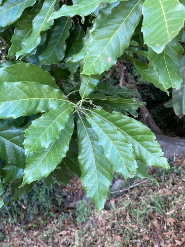 Quercus corrugata