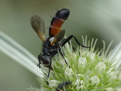 Cylindromyia interrupta